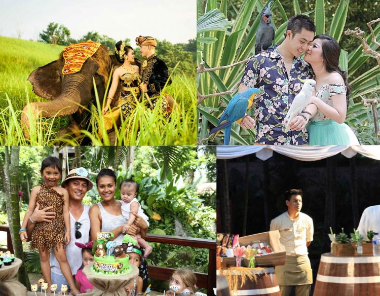 aktivitas seru di bali zoo park, atraksi bali zoo park, bali zoo park, bali zoo park gianyar, fasilitas bali zoo park, foto bali zoo park, harga tiket bali zoo park, harga tiket masuk bali zoo park, tiket bali zoo park, wahana bali zoo park, bali zoo park: atraksi seru, wahana, koleksi hewan, harga tiket, dll