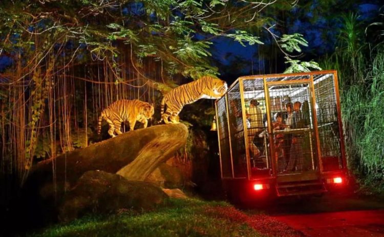 aktivitas seru di bali zoo park, atraksi bali zoo park, bali zoo park, bali zoo park gianyar, fasilitas bali zoo park, foto bali zoo park, harga tiket bali zoo park, harga tiket masuk bali zoo park, tiket bali zoo park, wahana bali zoo park, bali zoo park: atraksi seru, wahana, koleksi hewan, harga tiket, dll