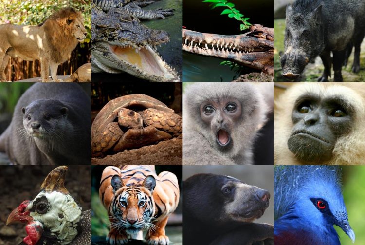 Bali Zoo Park: Atraksi Seru, Wahana, Koleksi Hewan, Harga Tiket, dll