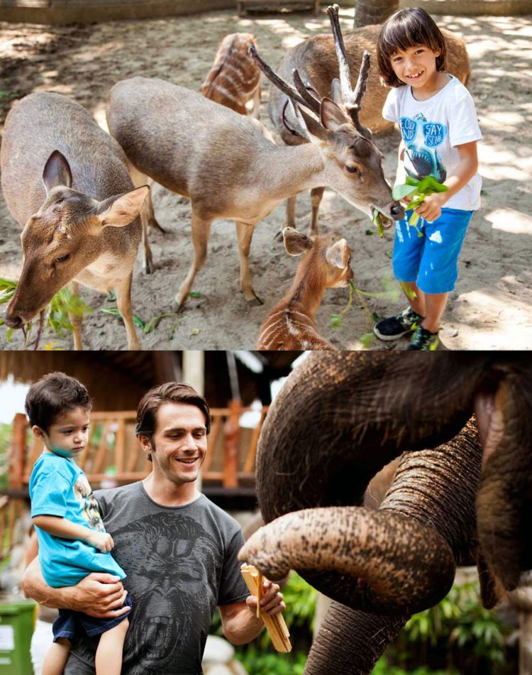 aktivitas seru di bali zoo park, atraksi bali zoo park, bali zoo park, bali zoo park gianyar, fasilitas bali zoo park, foto bali zoo park, harga tiket bali zoo park, harga tiket masuk bali zoo park, tiket bali zoo park, wahana bali zoo park, bali zoo park: atraksi seru, wahana, koleksi hewan, harga tiket, dll
