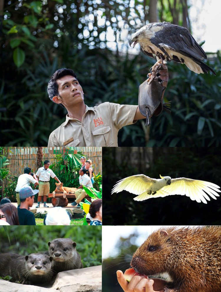 aktivitas seru di bali zoo park, atraksi bali zoo park, bali zoo park, bali zoo park gianyar, fasilitas bali zoo park, foto bali zoo park, harga tiket bali zoo park, harga tiket masuk bali zoo park, tiket bali zoo park, wahana bali zoo park, bali zoo park: atraksi seru, wahana, koleksi hewan, harga tiket, dll