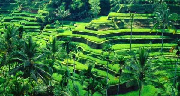 Ω Rekomendasi Ide Itinerary Ubud 3 Hari Terbaik, Liburan seru jadi Maksimal