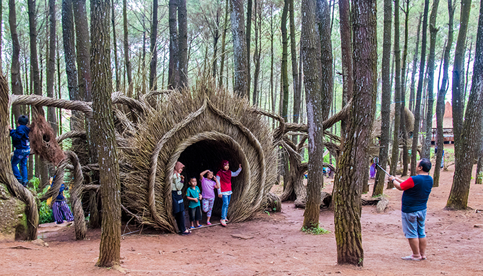 Hutan Pinus Pengger: Harga Tiket, Daya Tarik, Spot Instagramable dll!