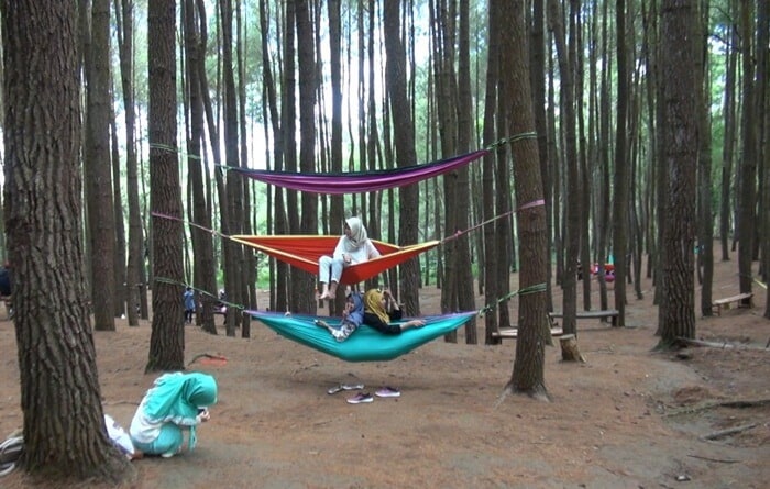 fasilitas hutan pinus pengger, harga tiket masuk hutan pinus pengger, hutan pinus pengger bantul, hutan pinus pengger jogja, hutan pinus pengger keindahan pinus pengger, pinus pengger, pinus pengger malam hari, spot foto hutan pinus pengger, tiket hutan pinus pengger, wisata hutan pinus pengger, hutan pinus pengger: harga tiket, daya tarik, spot instagramable dll!