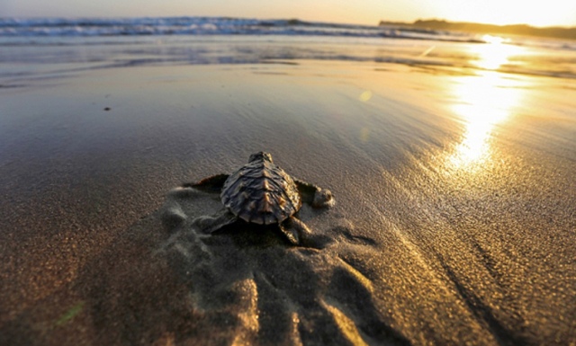 alamat pantai serang blitar, fasilitas di pantai serang blitar, harga tiket masuk pantai serang blitar, keindahan pantai serang blitar, pantai serang blitar, pantai serang blitar dari kediri, pantai serang blitar jawa timur, peta pantai serang blitar, rute menuju pantai serang blitar, rute pantai serang blitar dari kediri, pantai serang blitar; harga tiket masuk daya tarik, aktivitas seru dll!