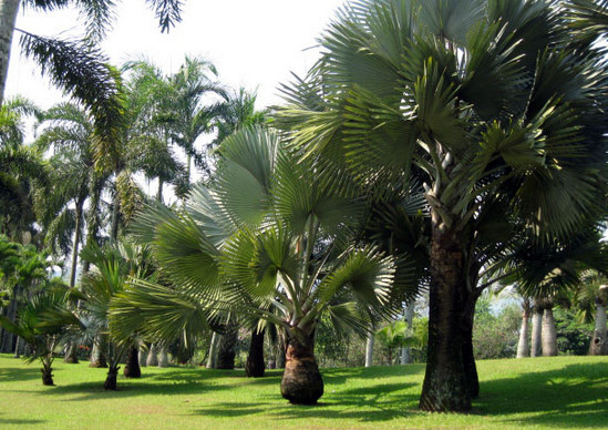 harga tiket masuk taman bunga nusantara, htm taman bunga nusantara, lokasi taman bunga nusantara, penginapan di taman bunga nusantara, rute taman bunga nusantara, taman bunga nusantara, wahana di taman bunga nusantara, taman bunga nusantara cianjur, harga tiket, daya tarik, aktivitas seru dll