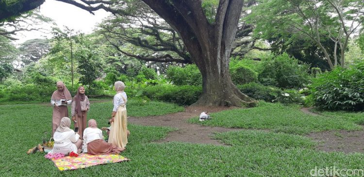 daya tarik de djawatan, de djawatan, de djawatan banyuwangi, hutan de djawatan, hutan wisata de djawatan, wisata de djawatan, top 10+ foto de djawatan “the lords of the rings”: harga tiket, wahana seru dll
