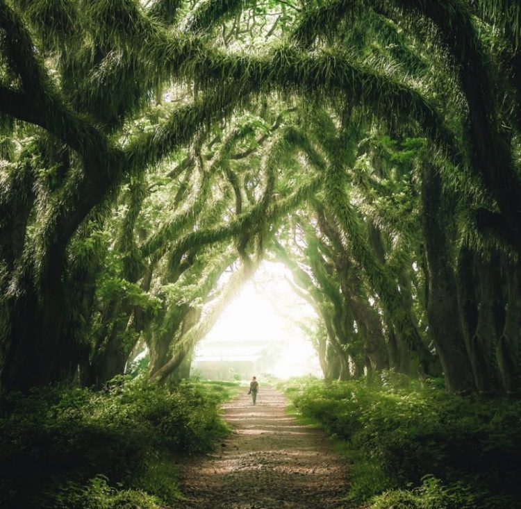 daya tarik de djawatan, de djawatan, de djawatan banyuwangi, hutan de djawatan, hutan wisata de djawatan, wisata de djawatan, top 10+ foto de djawatan “the lords of the rings”: harga tiket, wahana seru dll