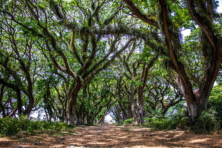 daya tarik de djawatan, de djawatan, de djawatan banyuwangi, hutan de djawatan, hutan wisata de djawatan, wisata de djawatan, top 10+ foto de djawatan “the lords of the rings”: harga tiket, wahana seru dll