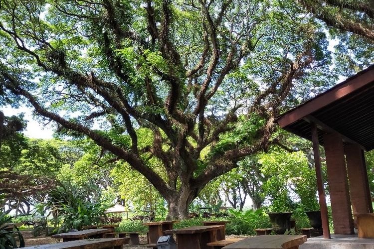 daya tarik de djawatan, de djawatan, de djawatan banyuwangi, hutan de djawatan, hutan wisata de djawatan, wisata de djawatan, top 10+ foto de djawatan “the lords of the rings”: harga tiket, wahana seru dll
