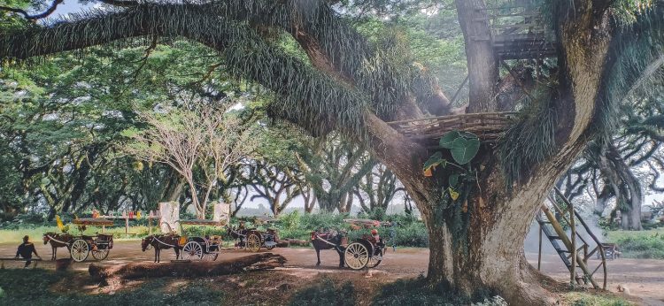 daya tarik de djawatan, de djawatan, de djawatan banyuwangi, hutan de djawatan, hutan wisata de djawatan, wisata de djawatan, top 10+ foto de djawatan “the lords of the rings”: harga tiket, wahana seru dll