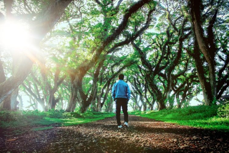 daya tarik de djawatan, de djawatan, de djawatan banyuwangi, hutan de djawatan, hutan wisata de djawatan, wisata de djawatan, top 10+ foto de djawatan “the lords of the rings”: harga tiket, wahana seru dll