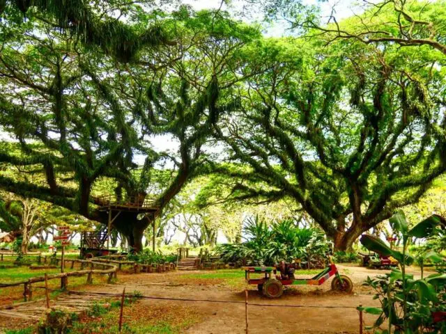 daya tarik de djawatan, de djawatan, de djawatan banyuwangi, hutan de djawatan, hutan wisata de djawatan, wisata de djawatan, top 10+ foto de djawatan “the lords of the rings”: harga tiket, wahana seru dll