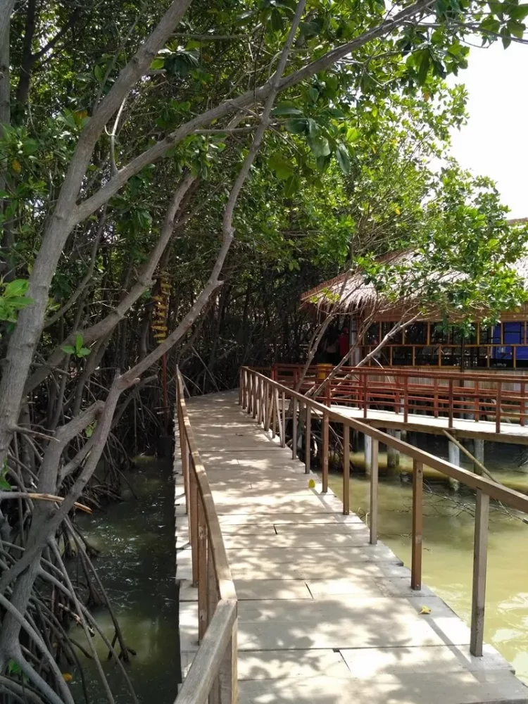 aktivitas di hutan mangrove pandansari, fasilitas hutan mangrove pandansari, harga tiket hutan mangrove pandansari, hutan mangrove pandansari, hutan mangrove pandansari brebes, kegiatan seru hutan mangrove pandansari, spot foto hutan mangrove pandansari, tiket hutan mangrove pandansari, top 10+ foto hutan mangrove pandansari: harga tiket, aktivitas, instagramable