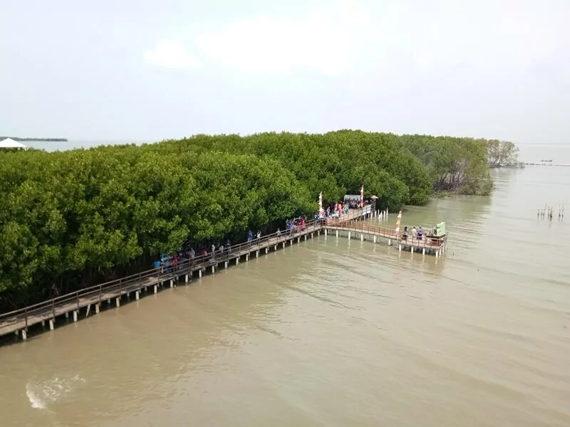 aktivitas di hutan mangrove pandansari, fasilitas hutan mangrove pandansari, harga tiket hutan mangrove pandansari, hutan mangrove pandansari, hutan mangrove pandansari brebes, kegiatan seru hutan mangrove pandansari, spot foto hutan mangrove pandansari, tiket hutan mangrove pandansari, top 10+ foto hutan mangrove pandansari: harga tiket, aktivitas, instagramable