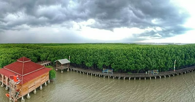aktivitas di hutan mangrove pandansari, fasilitas hutan mangrove pandansari, harga tiket hutan mangrove pandansari, hutan mangrove pandansari, hutan mangrove pandansari brebes, kegiatan seru hutan mangrove pandansari, spot foto hutan mangrove pandansari, tiket hutan mangrove pandansari, top 10+ foto hutan mangrove pandansari: harga tiket, aktivitas, instagramable