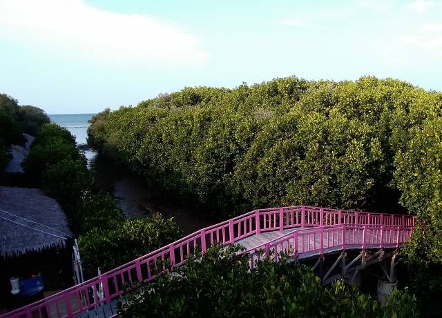 aktivitas di hutan mangrove pandansari, fasilitas hutan mangrove pandansari, harga tiket hutan mangrove pandansari, hutan mangrove pandansari, hutan mangrove pandansari brebes, kegiatan seru hutan mangrove pandansari, spot foto hutan mangrove pandansari, tiket hutan mangrove pandansari, top 10+ foto hutan mangrove pandansari: harga tiket, aktivitas, instagramable