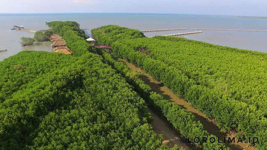 aktivitas di hutan mangrove pandansari, fasilitas hutan mangrove pandansari, harga tiket hutan mangrove pandansari, hutan mangrove pandansari, hutan mangrove pandansari brebes, kegiatan seru hutan mangrove pandansari, spot foto hutan mangrove pandansari, tiket hutan mangrove pandansari, top 10+ foto hutan mangrove pandansari: harga tiket, aktivitas, instagramable