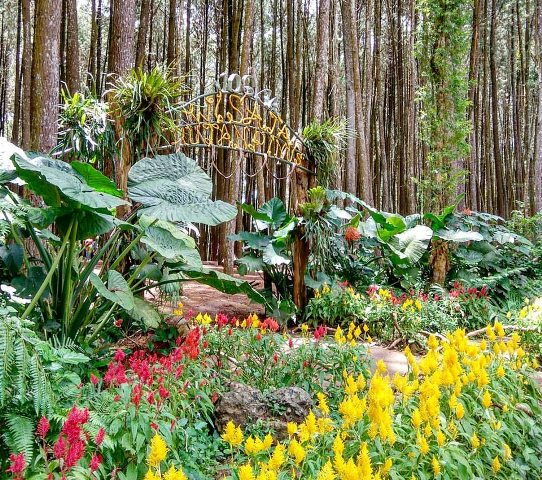 fasilitas hutan pinus dlingo, hutan pinus dling, keindahan hutan pinus dlingo hutan pinus dlingo bantul, lokasi hutan pinus dlingo harga tiket masuk hutan pinus dlingo, tiket masuk hutan pinus dlingo, wisata hutan pinus dlingo, top 10+ foto hutan pinus dlingo, harga tiket, daya tarik, aktivitas seru dll