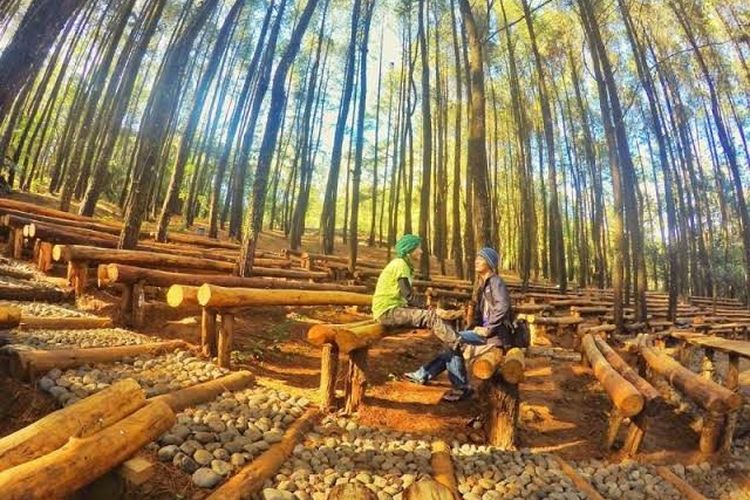 fasilitas hutan pinus dlingo, hutan pinus dling, keindahan hutan pinus dlingo hutan pinus dlingo bantul, lokasi hutan pinus dlingo harga tiket masuk hutan pinus dlingo, tiket masuk hutan pinus dlingo, wisata hutan pinus dlingo, top 10+ foto hutan pinus dlingo, harga tiket, daya tarik, aktivitas seru dll