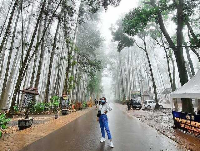 fasilitas hutan pinus dlingo, hutan pinus dling, keindahan hutan pinus dlingo hutan pinus dlingo bantul, lokasi hutan pinus dlingo harga tiket masuk hutan pinus dlingo, tiket masuk hutan pinus dlingo, wisata hutan pinus dlingo, top 10+ foto hutan pinus dlingo, harga tiket, daya tarik, aktivitas seru dll