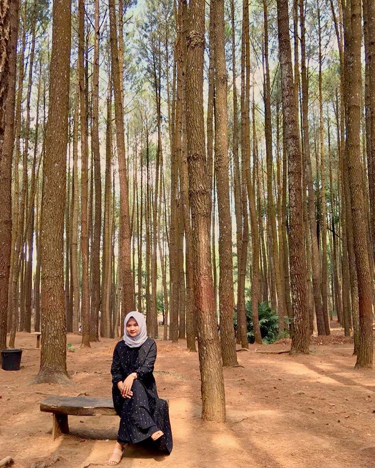 fasilitas hutan pinus dlingo, hutan pinus dling, keindahan hutan pinus dlingo hutan pinus dlingo bantul, lokasi hutan pinus dlingo harga tiket masuk hutan pinus dlingo, tiket masuk hutan pinus dlingo, wisata hutan pinus dlingo, top 10+ foto hutan pinus dlingo, harga tiket, daya tarik, aktivitas seru dll