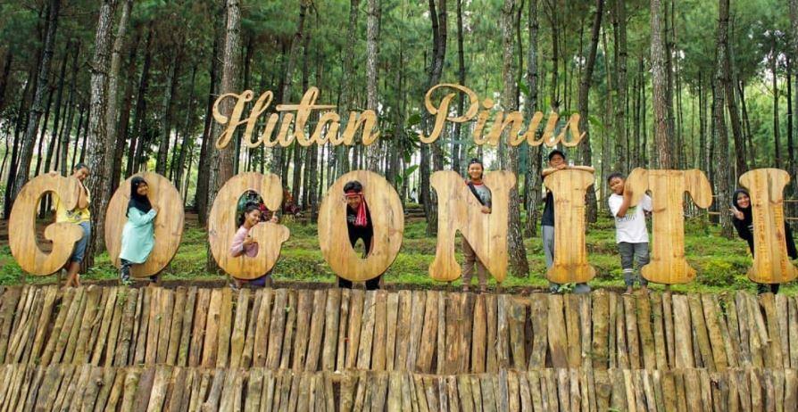 daya tarik hutan pinus gogoniti, fasilitas hutan pinus gogoniti, harga tiket hutan pinus gogoniti, hutan pinus gogoniti, kegiatan seru di hutan pinus gogoniti, wahana hutan pinus gogoniti, wisata hutan pinus gogoniti, top 10+ foto wisata hutan pinus gogoniti: harga tiket, wahana instagramable