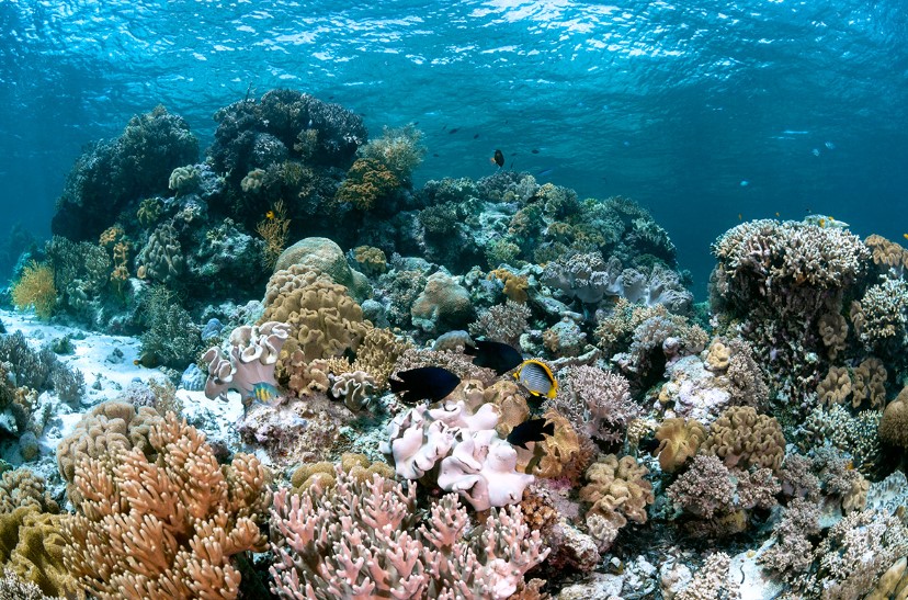 Top 12+ Tempat Wisata Bahari di Sulawesi Tenggara Terbaik & Terindah!