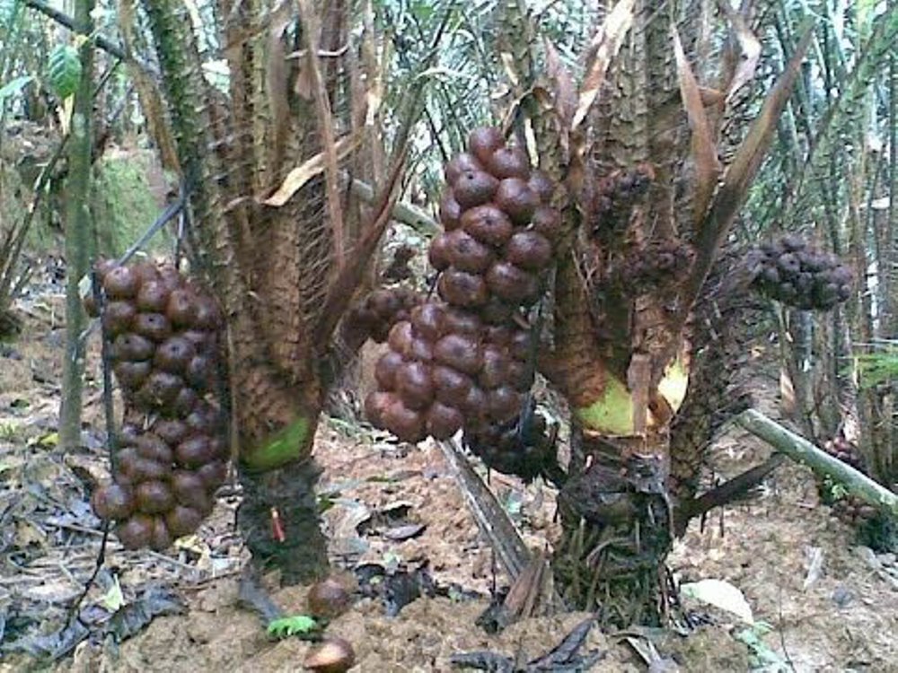 cemilan khas banjarnegara, jajanan khas banjarnegara, khas banjarnegara, makanan khas banjarnegara, oleh-oleh khas banjarnegara, top 15+ oleh-oleh khas banjarnegara yang wajib dibeli, makanan & souvenir