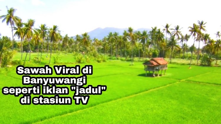 agrowisata kali klatak, air terjun kalibendo, air terjun lider, banyuwangi, destinasi wisata di banyuwangi, kawah ijen, pantai plengkung, pantai pulau merah, pantai rajegwesi, pantai watu dodol, pemandian taman suruh, teluk hijau, tempat wisata, tempat wisata banyuwangi, tempat wisata di banyuwangi, tempat wisata favorit di banyuwangi, tempat wisata paling terkenal di banyuwangi, wisata banyuwangi, x-badeng adventure banyuwangi, top 71+ tempat wisata di banyuwangi terbaru & hits yang wajib dikunjungi