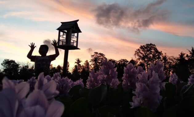 bak seperti di negeri sakura, intip pesona kalinampu natural park bantul, Harga Tiket Masuk, Jalan Menuju Lokasi, Fasilitas, Spot Foto Instagramable, Pesona Kalinampu Natural Park