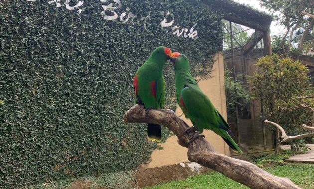 Bali Bird Park, Taman Burung Lokasi di Gianyar