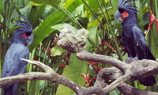 bali bird park, taman burung lokasi di gianyar