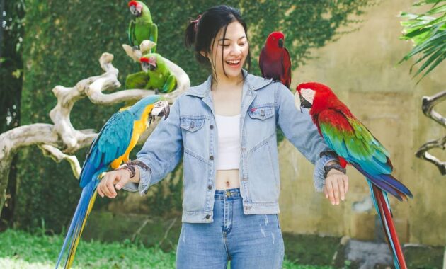 bali bird park, taman burung lokasi di gianyar