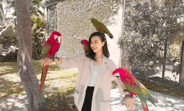 bali bird park, taman burung lokasi di gianyar