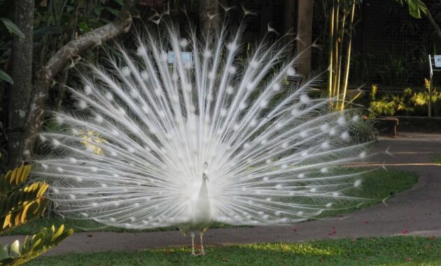 bali bird park, taman burung lokasi di gianyar