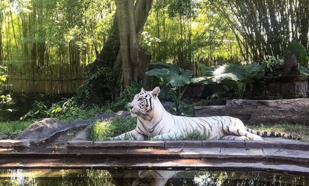 Bali Safari & Marine Park BSMP Gianyar