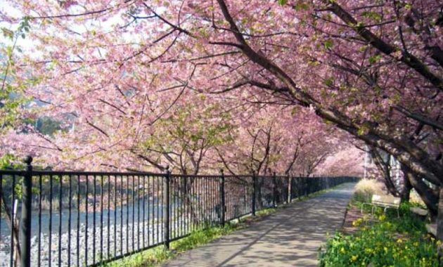 beberapa potret taman bunga sakura di kebun raya cibodas dan berapa harga tiket masuknya?