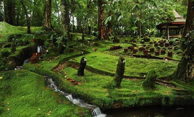beberapa potret taman bunga sakura di kebun raya cibodas dan berapa harga tiket masuknya?