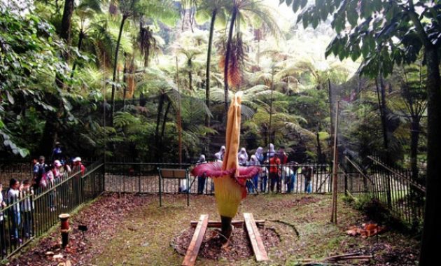 beberapa potret taman bunga sakura di kebun raya cibodas dan berapa harga tiket masuknya?