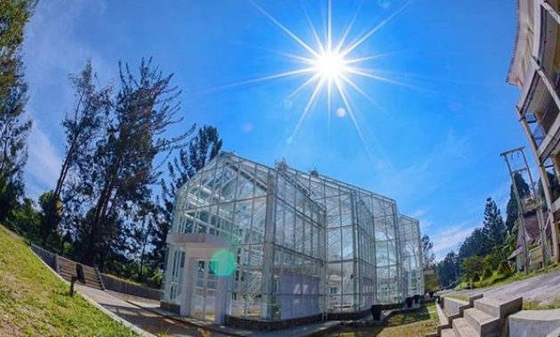 beberapa potret taman bunga sakura di kebun raya cibodas dan berapa harga tiket masuknya?