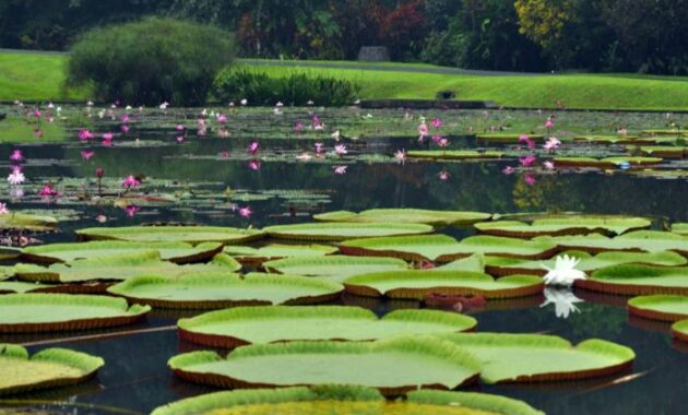 berapa harga tiket masuk kebun raya bogor? ini daftarnya