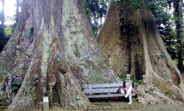 berapa harga tiket masuk kebun raya bogor? ini daftarnya