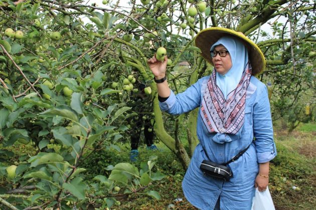 berapa harga tiket wisata petik apel di batu? baca ini, Wisata Petik Apel, Keindahan Potensi, Jalan Menuju Lokasi, Buka Jam Berapa, Harga Tiket Masuk