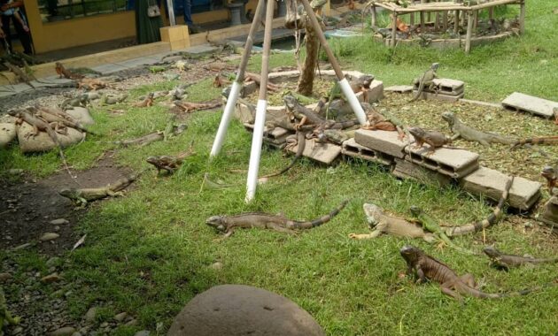 bird park palembang
