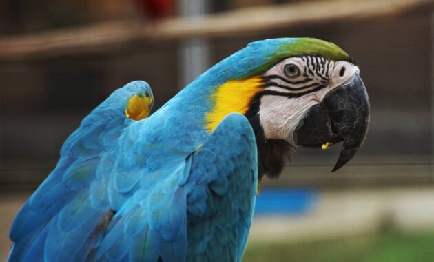 bird park palembang