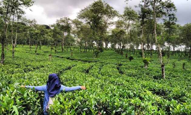 buka jam berapa wisata agro kebun teh wonosari malang dan harga tiket masuk lokasi?