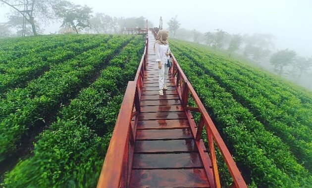 buka jam berapa wisata agro kebun teh wonosari malang dan harga tiket masuk lokasi?