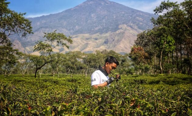 buka jam berapa wisata agro kebun teh wonosari malang dan harga tiket masuk lokasi?