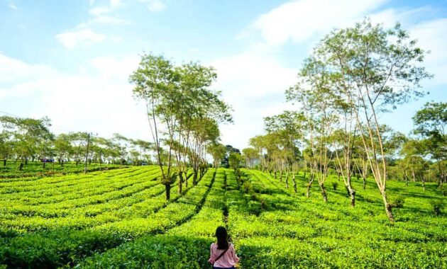 buka jam berapa wisata agro kebun teh wonosari malang dan harga tiket masuk lokasi?